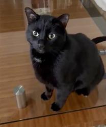 Lost Male Cat last seen 9th Street, Colonial Beach, VA 22443