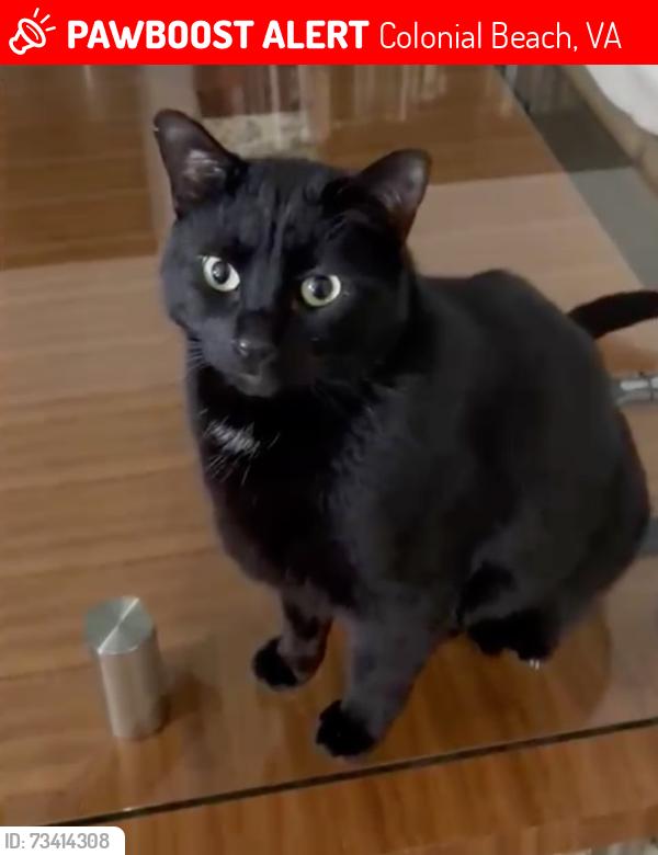 Lost Male Cat last seen 9th Street, Colonial Beach, VA 22443