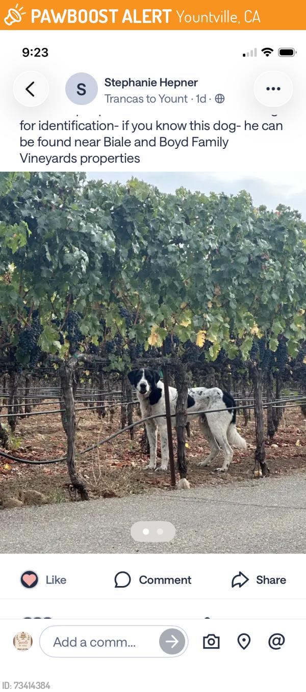 Found/Stray Unknown Dog last seen Yountville town, Yountville, CA 94599
