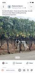 Found/Stray Unknown Dog last seen Yountville town, Yountville, CA 94599