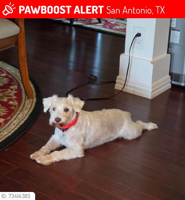 Lost Male Dog last seen Blaune and Gevers, San Antonio, TX 78202