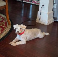 Lost Male Dog last seen Blaune and Gevers, San Antonio, TX 78202