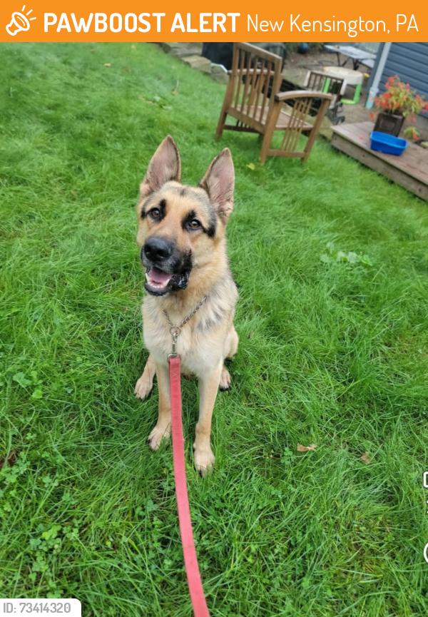 Found/Stray Male Dog last seen Logans Ferry Road, New Kensington, PA 15068
