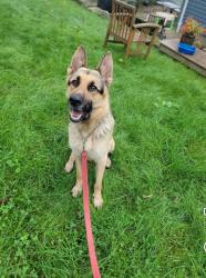 Found/Stray Male Dog last seen Logans Ferry Road, New Kensington, PA 15068