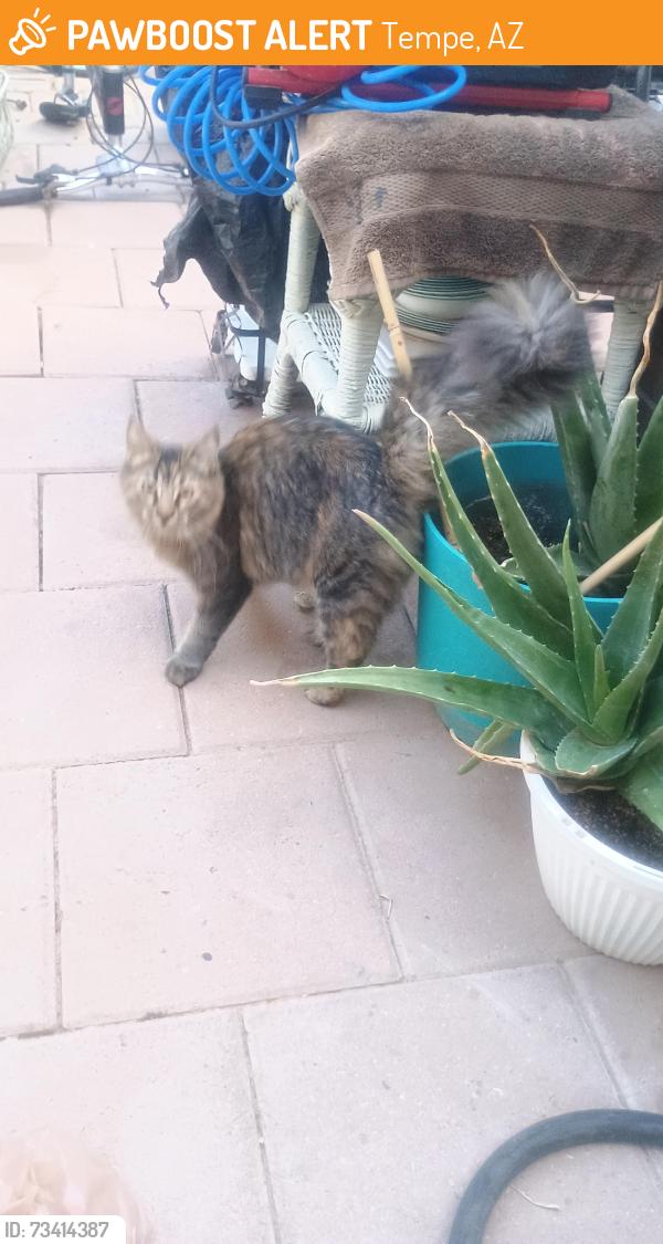 Found/Stray Unknown Cat last seen Miller/Weber, Tempe, AZ 85288