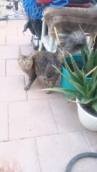 Found/Stray Unknown Cat last seen Miller/Weber, Tempe, AZ 85288