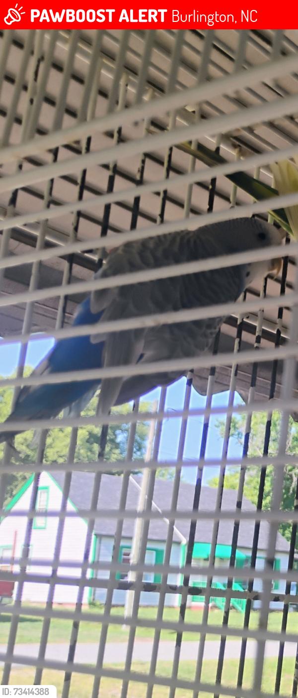 Lost Female Bird last seen Tucker St and Chapel Hill Rd, Burlington, NC 27215