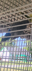 Lost Female Bird last seen Tucker St and Chapel Hill Rd, Burlington, NC 27215