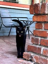 Found/Stray Unknown Cat last seen St Roch and Lombard, New Orleans, LA 70122