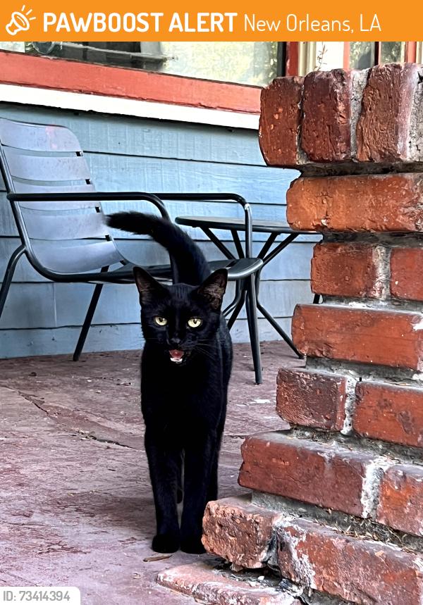 Found/Stray Unknown Cat last seen St Roch and Lombard, New Orleans, LA 70122