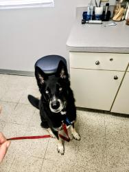 Lost Male Dog last seen demorest, Columbus, OH 43204
