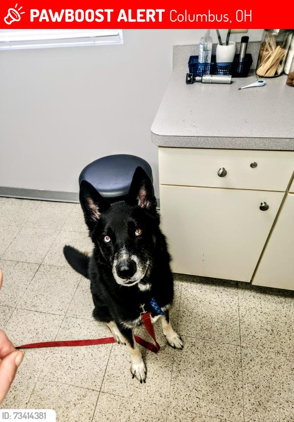 Lost Male Dog last seen demorest, Columbus, OH 43204