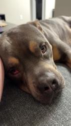 Shelter Stray Male Dog last seen Near Pine Ridge DR, 30087, GA, 3280 Chamblee Dunwoody Rd, Chamblee, GA 30341, USA