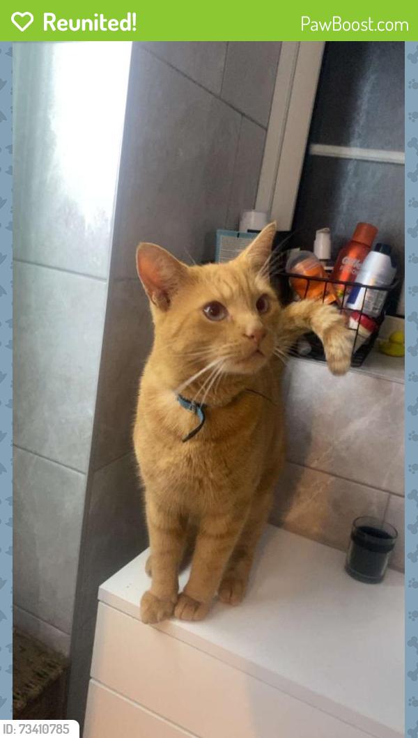 Reunited Male Cat last seen adamsfield, Cheshunt, England 