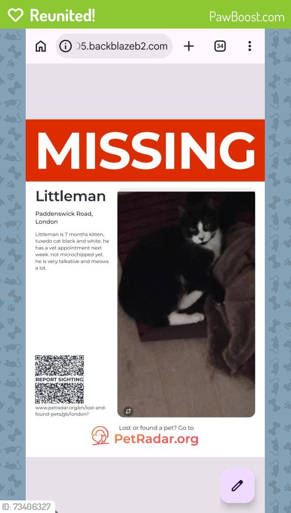 Reunited Male Cat last seen paddenswick road, Greater London, England W6 0HG