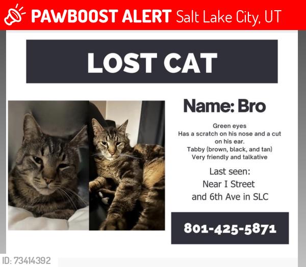 Lost Male Cat last seen 6th ave, Salt Lake City, UT 84103