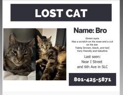 Lost Male Cat last seen 6th ave, Salt Lake City, UT 84103