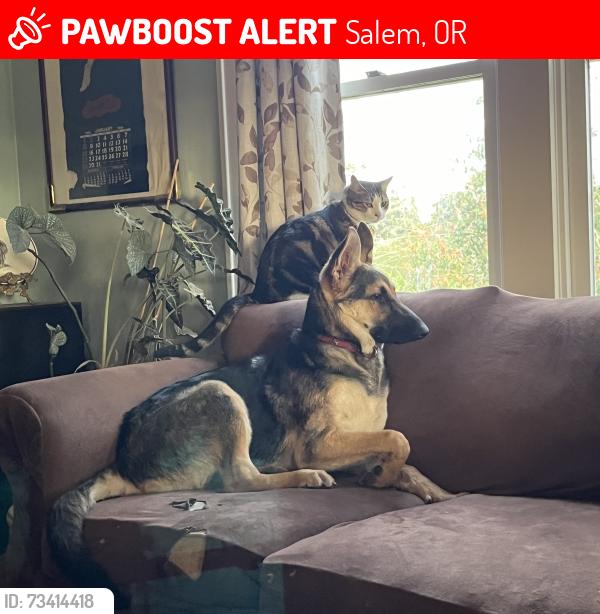 Lost Male Cat last seen Kenard Ct, Salem, OR 97304