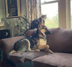 Lost Male Cat last seen Kenard Ct, Salem, OR 97304