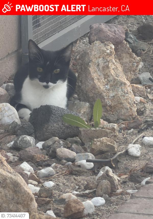 Lost Female Cat last seen Ave f, Lancaster, CA 93534