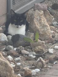 Lost Female Cat last seen Ave f, Lancaster, CA 93534