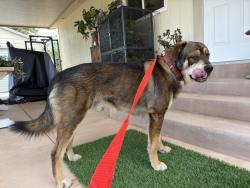 Found/Stray Male Dog last seen Gavilan mountain Rd, Gavilan Mountain Rd, CA 92028