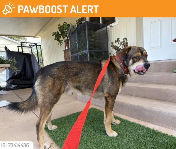 Found/Stray Male Dog last seen Gavilan mountain Rd, Gavilan Mountain Rd, CA 92028