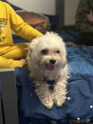 Lost Male Dog last seen South fourth st and Fresno st in Fowler, Fowler, CA 93625