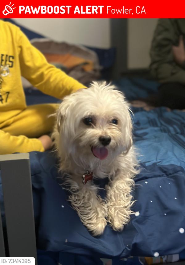 Lost Male Dog last seen South fourth st and Fresno st in Fowler, Fowler, CA 93625