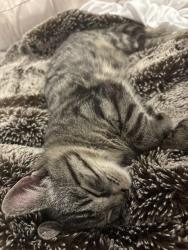 Found/Stray Unknown Cat last seen 4th / E Street, West Sacramento, CA 95814