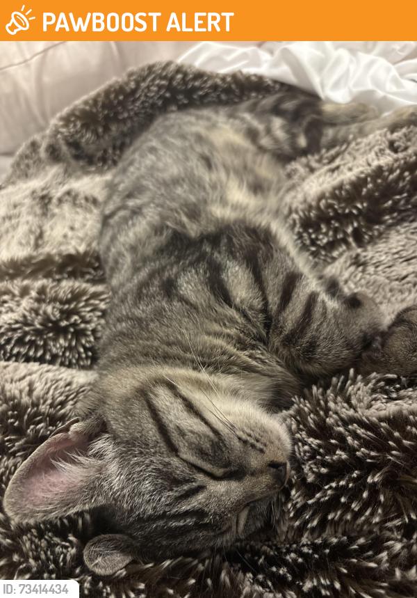 Found/Stray Unknown Cat last seen 4th / E Street, West Sacramento, CA 95814
