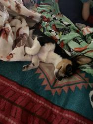 Lost Female Dog last seen 44th western, Oklahoma City, OK 73109