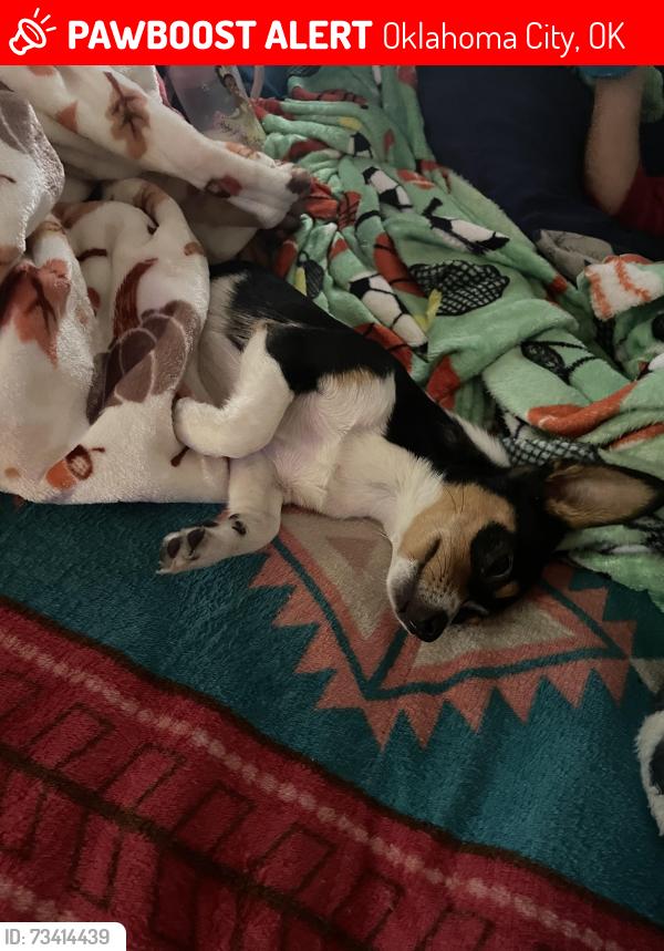 Lost Female Dog last seen 44th western, Oklahoma City, OK 73109