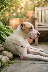 Lost Male Dog last seen Tilak nagar Rajouri garden, Delhi, DL 110018