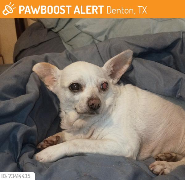 Found/Stray Female Dog last seen Clayton hse, Denton, TX 76209
