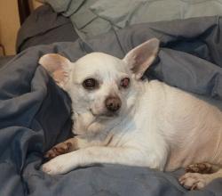 Found/Stray Female Dog last seen Clayton hse, Denton, TX 76209
