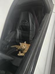 Found/Stray Male Cat last seen 14th Quebec Street, Denver, CO 80220