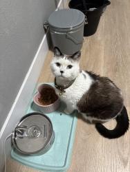 Lost Female Cat last seen 56th and crown, Denver, CO 80239
