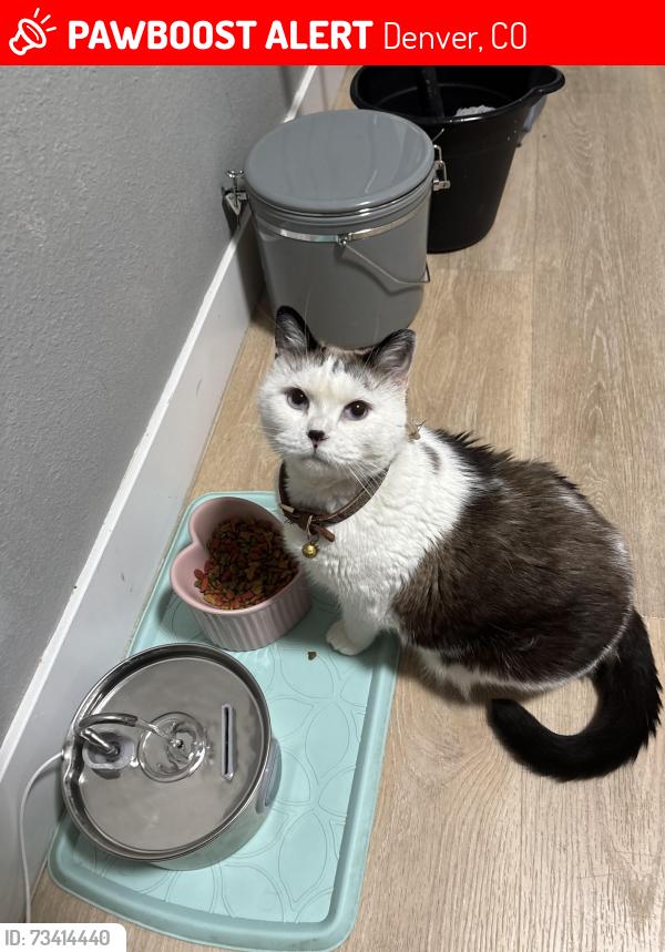 Lost Female Cat last seen 56th and crown, Denver, CO 80239