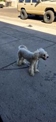 Reunited Male Dog last seen Near west Lamar rd Glendale az 85301, Glendale, AZ 85301