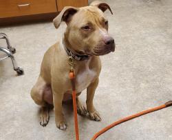Lost Female Dog last seen Copeland and Heiskil, Powell, TN 37849