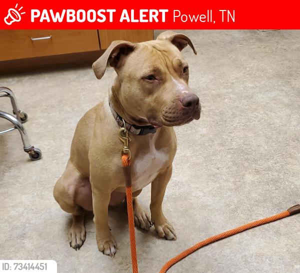 Lost Female Dog last seen Copeland and Heiskil, Powell, TN 37849