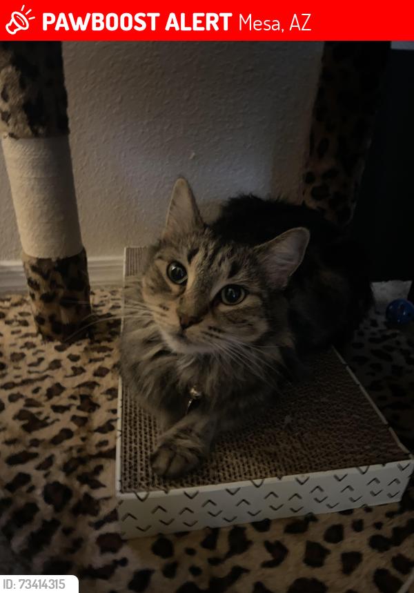 Lost Female Cat last seen N evergreen rd, w dartmount st, N may mesa, w rio salado prkwy, Mesa, AZ 85201