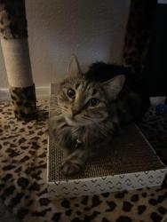 Lost Female Cat last seen N evergreen rd, w dartmount st, N may mesa, w rio salado prkwy, Mesa, AZ 85201