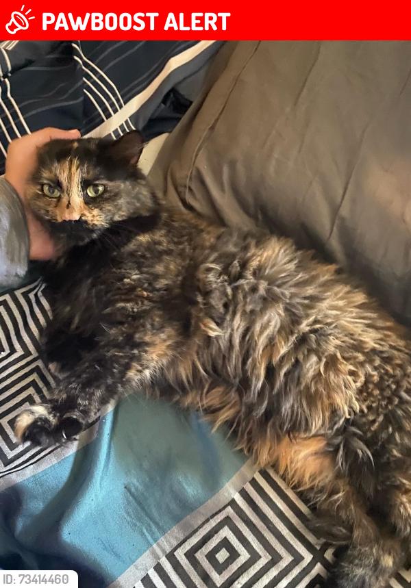 Lost Female Cat last seen Old farm rd and Edgeridge rd, Mount Lebanon Municipality, PA 15216