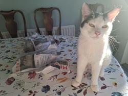 Reunited Male Cat last seen Bournemouth Road, Chandler's Ford, England SO53 3GU