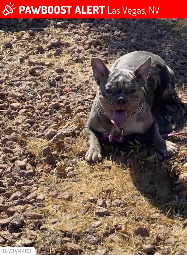Lost Female Dog last seen Near moss hill, Las Vegas, NV 89113