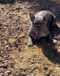 Lost Female Dog last seen Near moss hill, Las Vegas, NV 89113