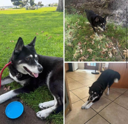 Reunited Female Dog last seen She got out at a gas station ( don't know which one) somewhere between Auburn and Bakersfield ( maybe in Bakersfield), Sacramento, CA 95814