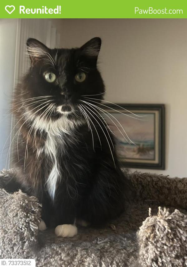 Reunited Female Cat last seen Near Kitt Answtt, Sun City CA, Menifee, CA 92586